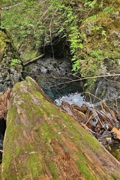 Moss-covered log arching over a small stream flowing through a rocky and densely vegetated area. The stream appears to cascade slightly over rocks, surrounded by lush green foliage and branches.