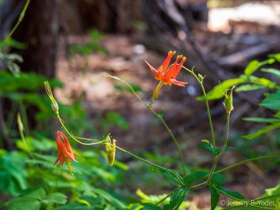 Two downward-facing red flowers with long nectar spurs on each of their five petals and a bundle of long-exerted stamens, in focus against a backdrop of green and brown
