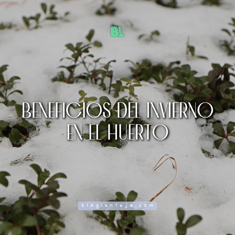Huerto urbano cubierto por nieve ligera mostrando cómo el invierno beneficia el suelo y las plantas.