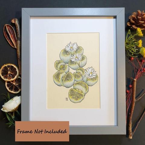 A small drawing of Lithops plants, also known as stone plants. The drawing is on cream paper. It measures 5 by 7 inches.
Lithops is a genus of succulent plants. They avoid being eaten by herbivores with their camouflage as small stones, and are often known as pebble plants or living stones.
An original art work, please note that the frame is not included.
Colour pencil and mixed media on acid free toned artist paper
5 by 7 inches (12.7 by 17.8 cm).