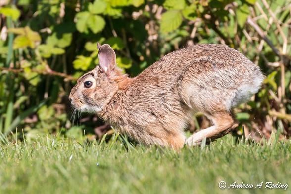 Eastern Cottontail Rabbit