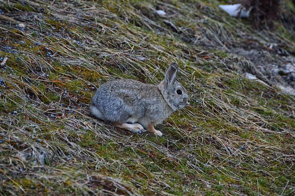 Mountain Cottontail