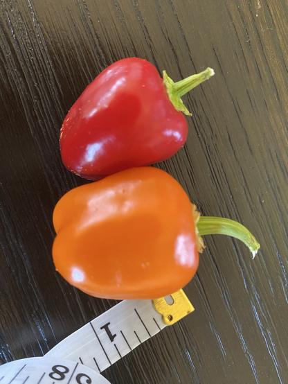 A red and orange mini pepper beside a measuring tape showing they are just over an inch in length.