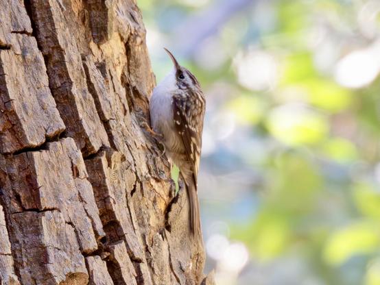 A brown and white bird clinging to a tree trunk, highlighting its distinctive markings and the texture of the bark.