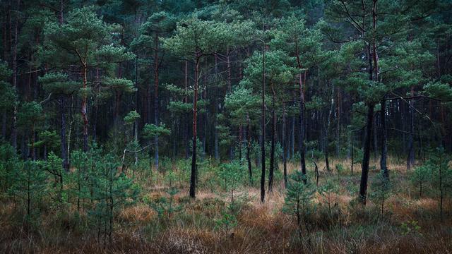 Junge Kiefern auf einer Waldlichtung