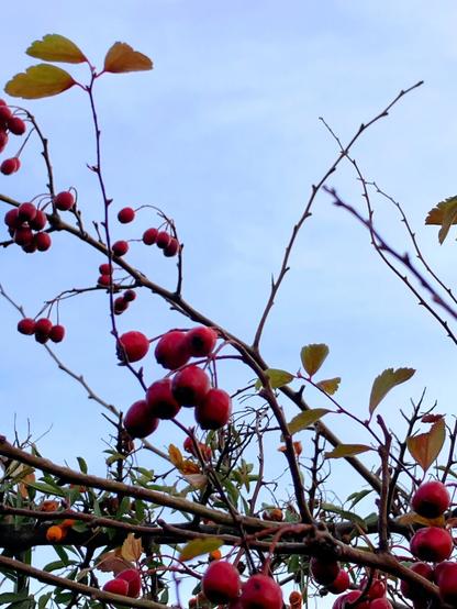 Auf dem Foto sieht man von unten durch einen Zweig einer Apfelbeere. Einige rote Früchte und welke Blätter sind zu sehen. Der Himmel im Hintergrund ist bedeckt in grauen Wolken.