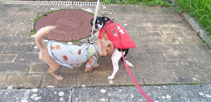 nico always intrusive