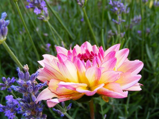 Das Bild zeigt die seitliche Ansicht einer gefüllten Dahlien"blüte"  vor blühendem Lavendel. Die inneren, noch nicht erblüten Zungenblüten und die Spitzen der äußeren Zungenblüten sind rosa, weiter innen sind die äußeren "Blüten"blätter gelblich. Die "Blüte" berührt links vorne einen Lavendel-Blütenstand, dort ist sie leicht angeknabbert.