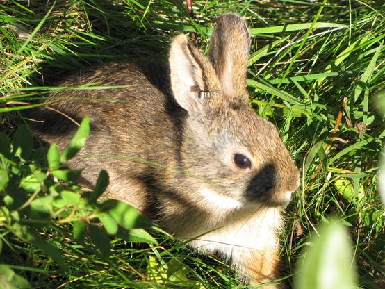 New England Cottontail
