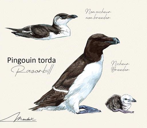 Aquarelles réalistes et naturaliste représentant le pingouin torda, un oiseau marin volant souvent confondu avec le manchot.