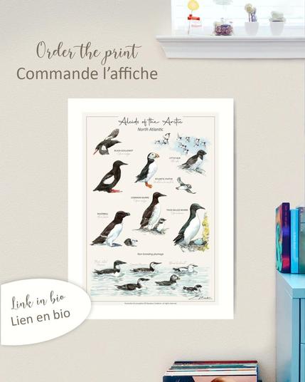 Poster d'oiseaux marin de l'artctique, les alcidés. Tous sont peint à l'aquarelle.