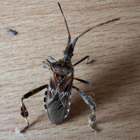 Macro-Aufnahme einer grauen Gartenwanze auf mittelbraunem Laminat. Sie hat eine schlanke Körpergestalt und ist in der Grundfarbe ockerfarben. Der Seitenrand des Hinterleibs ist mit einem schwarzgelben Muster versehen. Der Kopf ist langgestreckt spitz zu laufend mit seitlich vorspringenden, großen Komplexaugen. Die Fühler sind vom ersten bis zweiten Glied schwarz, vom dritten bis zum fünften geringelt. Auf dem Rücken eine zarte dunkle Längsstreifung.