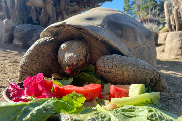 This photo provided by the San Diego Zoo Wildlife Alliance shows Gramma, a Galapagos tortoise and the oldest animal at the San Diego Zoo, eating flowers, watermelon, and assorted fruits and vegetables, at the San Diego Zoo in San Diego, Oct. 30, 2024. (San Diego Zoo Wildlife Alliance via AP)