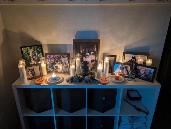 Ten tall glass candles and two colored candles. A dark metal urn with Dokken's name. His collar and frayed rope toy. Two clay impressions of his front paws. Three dog show trophies. And 8 printed and framed photographs:

Him standing next to my work desk, looking at me with a big happy friendly smile.

A weeks-old puppy, sitting in the grass with his big puppy ears pointed forward and his tongue hanging out while he gives such a happy and excited smile.

Mouth closed and a content look on his face, with vibrant and beautiful purple flowers in the background right behind him. Taken sometime around 5-8 years ago I think.

The biggest photo is in the center, a professional portrait of him. His mouth is closed and he looks calm and content, with a hint of "how much longer do I have to sit like this??"

Young puppy near the edge of a grassy cliff with Lake Michigan in the background.

Super close up photo of his face while his chin rests on our kitchen table. He has a rather intense stare on his face, with a playful sparkle in his eyes.

Standing on a grassy hill with Elliott Bay in the background and a gorgeous sunset reflecting off the water. He's looking off to the left with a relaxed smile and tongue hanging straight out.

Finally, me and Auspex smiling at the camera while sitting next to each other and wearing some large christmas lights around our necks. Dokken is sitting between us with a really happy smile on his face, even his eyes are beaming with love and happiness.