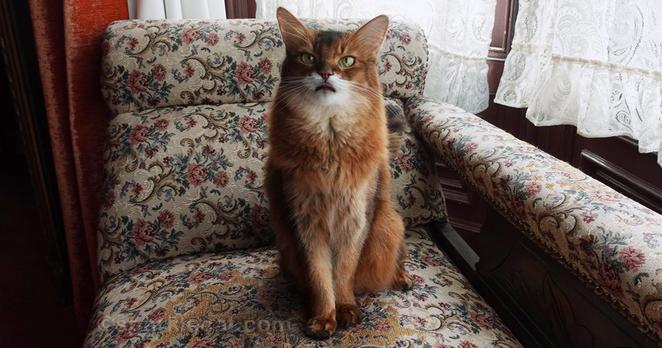 Somali cat sitting on a Victorian chaise lounge with her tongue sticking out just a little