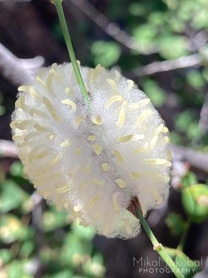 A strange mass on green twig. It resembles a cotton ball wrapped around the twig, except there are dozens of small, yellow-white maggot-looking larvae of some sort appearing to try to wriggle out of the center of it. Looking through the cottony part, there appears to be some sort of brown creature, likely a now-dead parasitized insect, maybe a caterpillar or similar.