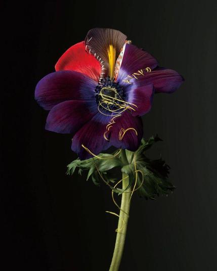 A striking flower with deep purple petals and red accents, adorned with delicate golden threads, set against a dark background.