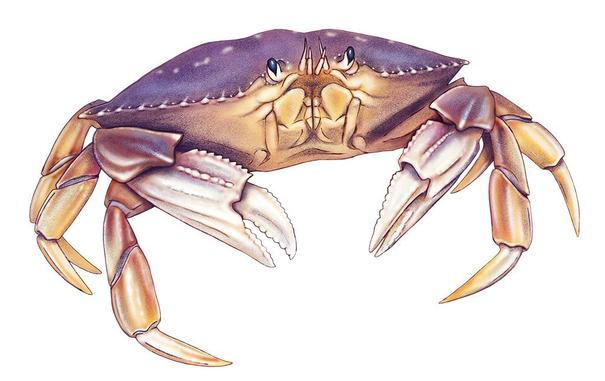 An illustration of a Dungeness crab