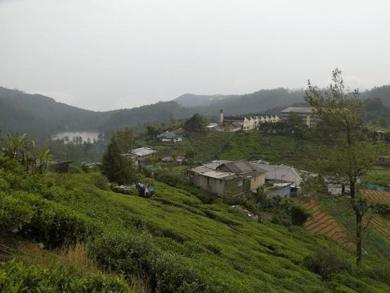 campi di tè e Pedro Factory a Nuwara Eliya, Sri Lanka