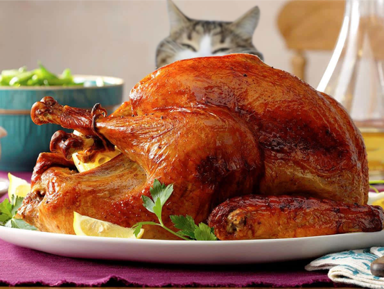 Happy Cattesgiving!