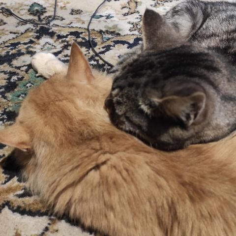 Кот и кошка