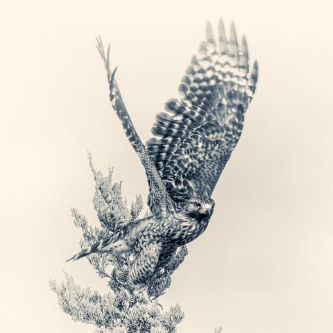 A Red-shouldered Hawk launcing from the top of a small pine tree, in monochrome, tinted blue (Selenium) in the shadows with a gold in the background/highlights.  Wings are in a 'v' shape, vignette centered on the right.