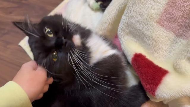 毛布に潜り込む猫　ラガマフィンA cat hiding under a blanket. Ragamuffin