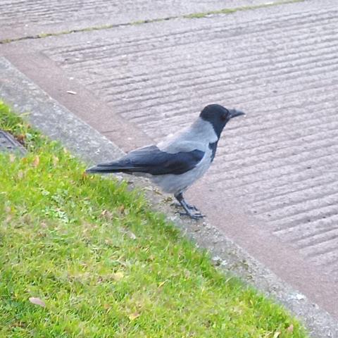 a crow stopping me for food on grass verge on back road.