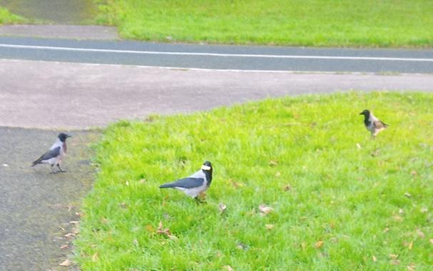 3 crows on grass near bike path.