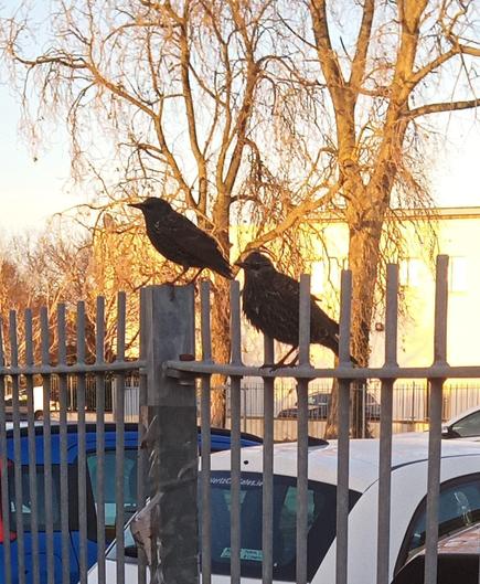 2 starlings on fence lit up by sunlight on building behind theme.