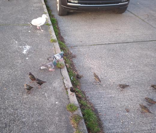 starlings, pigeons and a gull ofn road by supermarket.