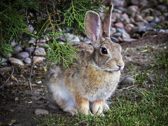 Desert Cottontail
