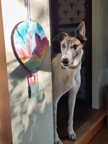 Greyhound wanting a treat