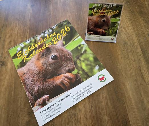 Deckblatt des Eichhörnchenkalenders 2026 der Eichhörnchen-Schutzstation Eckernförde. Abgebildet ist in Großaufnahme ein Eichhörnchen, das sich eine Haselnuss mit beiden Pfoten direkt vor die Schnauze hält.