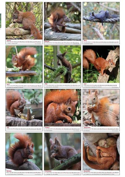 Übersicht über die13 Einzelblätter, die Dauergäste oder erfolgreich ausgewilderte Eichhörnchen zeigen. Alle Fotos wurden in der Schutzstation aufgenommen.
