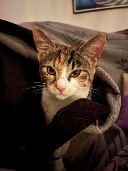 Nala, sköldpaddsfärgad kattunge tittar skeptiskt fram från under pläden.