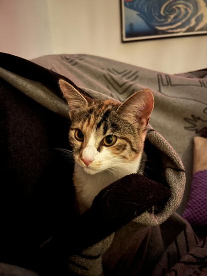 Nala, sköldpaddsfärgad kattunge tittar sött fram från under pläden.