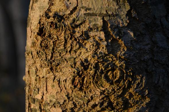 Description by Gemini Fast: A close-up photograph of rough, textured tree bark illuminated by warm, golden sunlight from the right. The bark is a mix of brown, gray, and dark green colors, covered in deep fissures and cracks. Prominently visible are two areas where the bark forms distinct, swirling, target-like concentric ring patterns, characteristic of either healed wounds or small branches that have been covered over, known as branch collars or knots. The background is a soft, dark blur of out-of-focus woods (bokeh), which makes the illuminated bark stand out sharply.