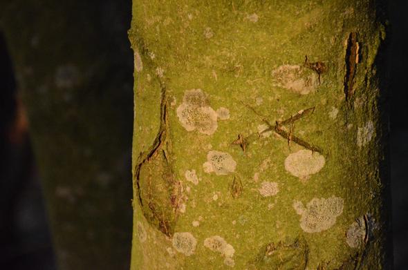 Description by Gemini Fast: A close-up photograph of the smooth, cylindrical trunk of a young tree, strongly illuminated by warm, golden light coming from the right. The bark has a distinctive, vibrant yellow-green or lime-green hue. Scattered across the surface are several patches of pale, crustose lichen (likely species from the genus Lecanora or Parmelia), appearing as flat, irregular white to pale gray-green spots. The bark also shows a small, healing wound or knot on the left and a few minor vertical scratches. The background is dark and out of focus, suggesting a deep shadow or another tree trunk further back.