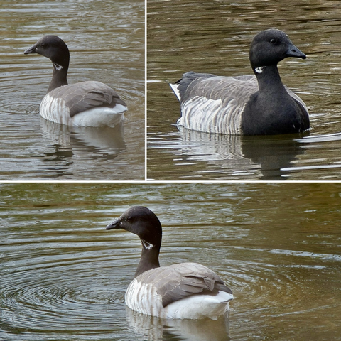 A three-photo layout of a Brant swimming in the Patapsco River creating tiny ripples in the water that appears olive as it reflects the shoreline foliage. The Brant is a small goose with a black head, eye, and neck with a small white necklace, gray back, and whitish side. The top left and bottom images show the goose swimming away and leftward, and the top right image shows it swimming toward and slightly rightward of the camera.