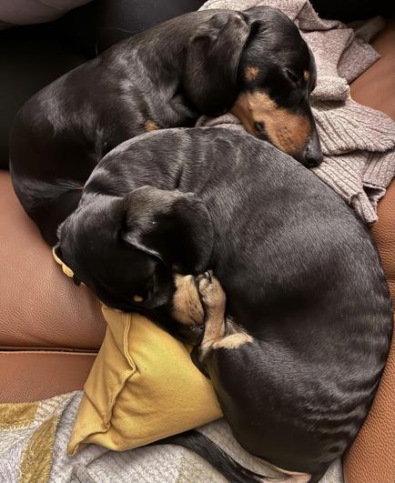 Miniature Dachshunds Max and Milo curled up together on the sofa
