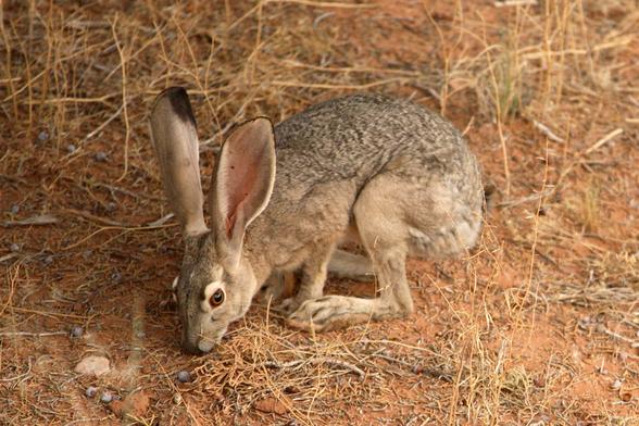 Black-Tailed Jackrabbit - Types of Rabbits in Texas