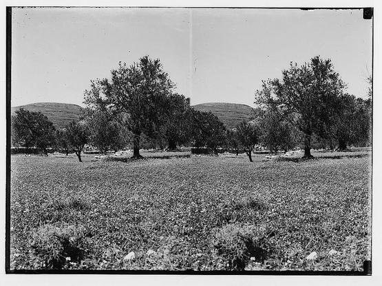 This black and white photograph depicts a field with scattered trees against the backdrop of rolling hills. The landscape is dotted with what appears to be Egyptian pinks, also known as Silene aegyptiaca L.f., which are small wildflowers that bloom in such fields around Palestine during certain seasons. These flowers add specks of contrast and color to an otherwise monochromatic scene.
The image carries historical significance; it is estimated to have been captured between 1900-1920, as mentioned in the provided description from Wild Flowers of Palestine. It was taken by Eric Matson and Edith Matson at the American Colony (Jerusalem), a community founded during that time which played an influential role in documenting Palestinian landscapes.
This particular photograph is part of their Photo Department collection, consisting of one negative on glass dry plate format measuring 5 x 7 inches. The image captures the serene beauty of this natural landscape, showcasing both its flora and terrain with remarkable clarity despite being a black-and-white medium from nearly a century ago.