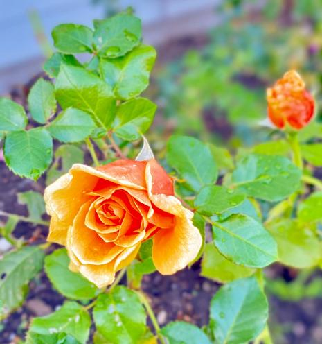 Dark orange reddish rose