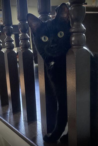 Chromapuss looking through stair spindles