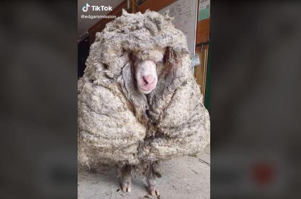 Merinoschaf ohne Schur, kann sich kaum noch beheben