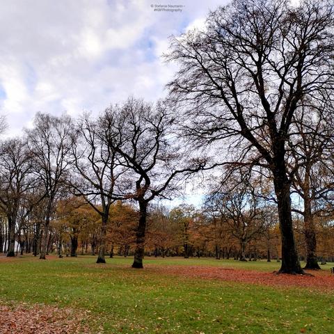 Bare trees on a meadow in an autumnal park.

© Stefanie Neumann - #KokopelliBFree