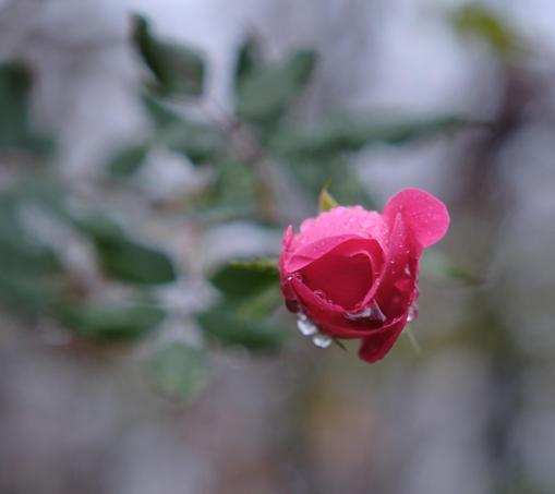 A half-open red rose with raindrops