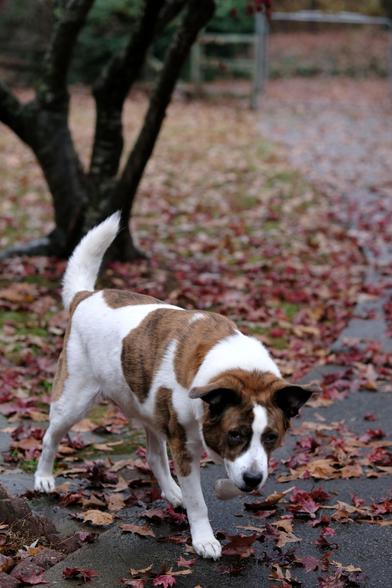 A white and brown dog walking back to the house after spending time in light rain. The ground is covered with fallen leaves. A tree trunk at top left.