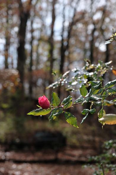 Another rose with green leaves wet from the rain